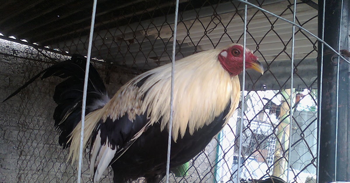 Peleas de gallos Fotos Gallos Giros