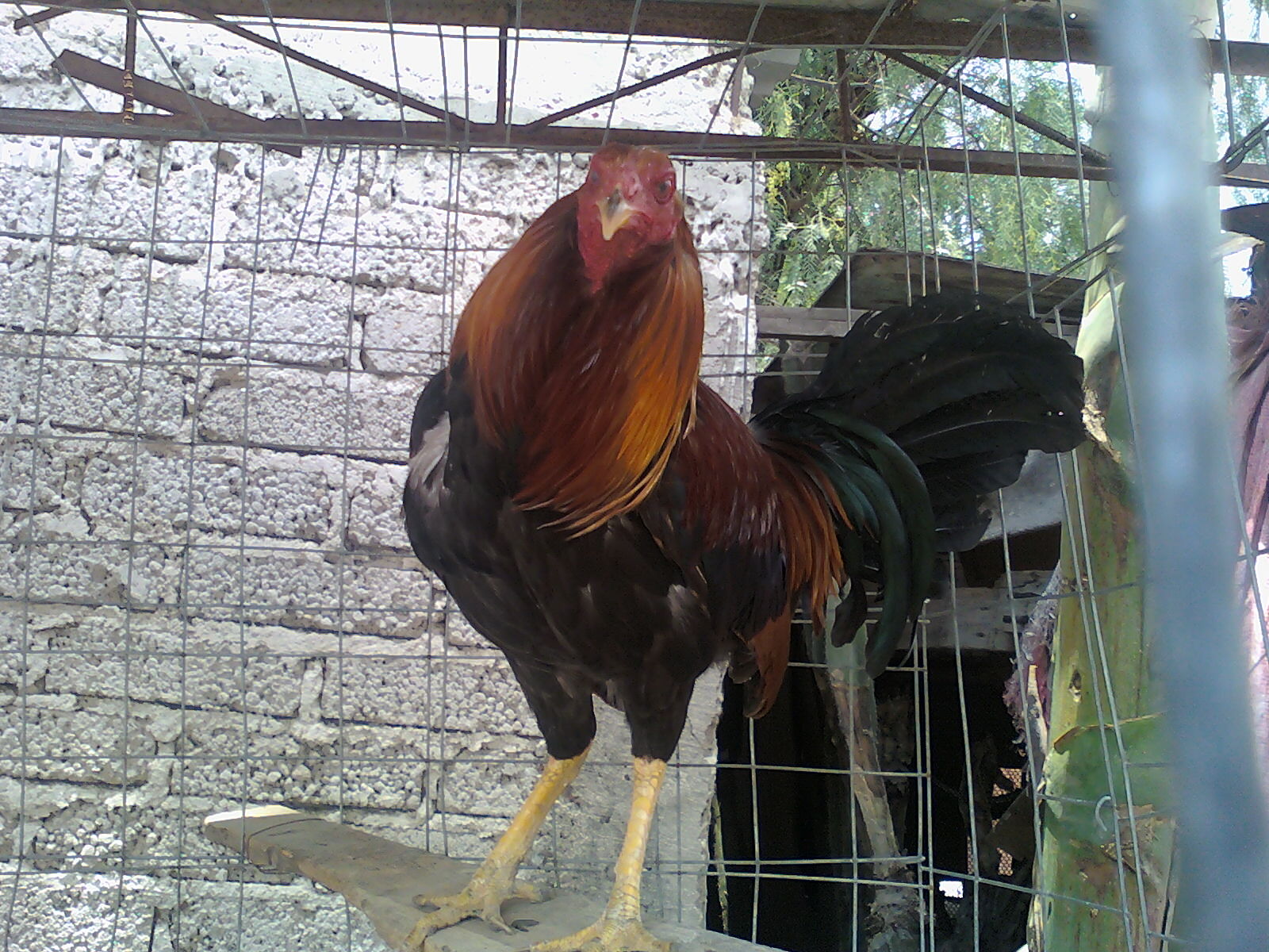 Peleas de gallos Gallos Colorados