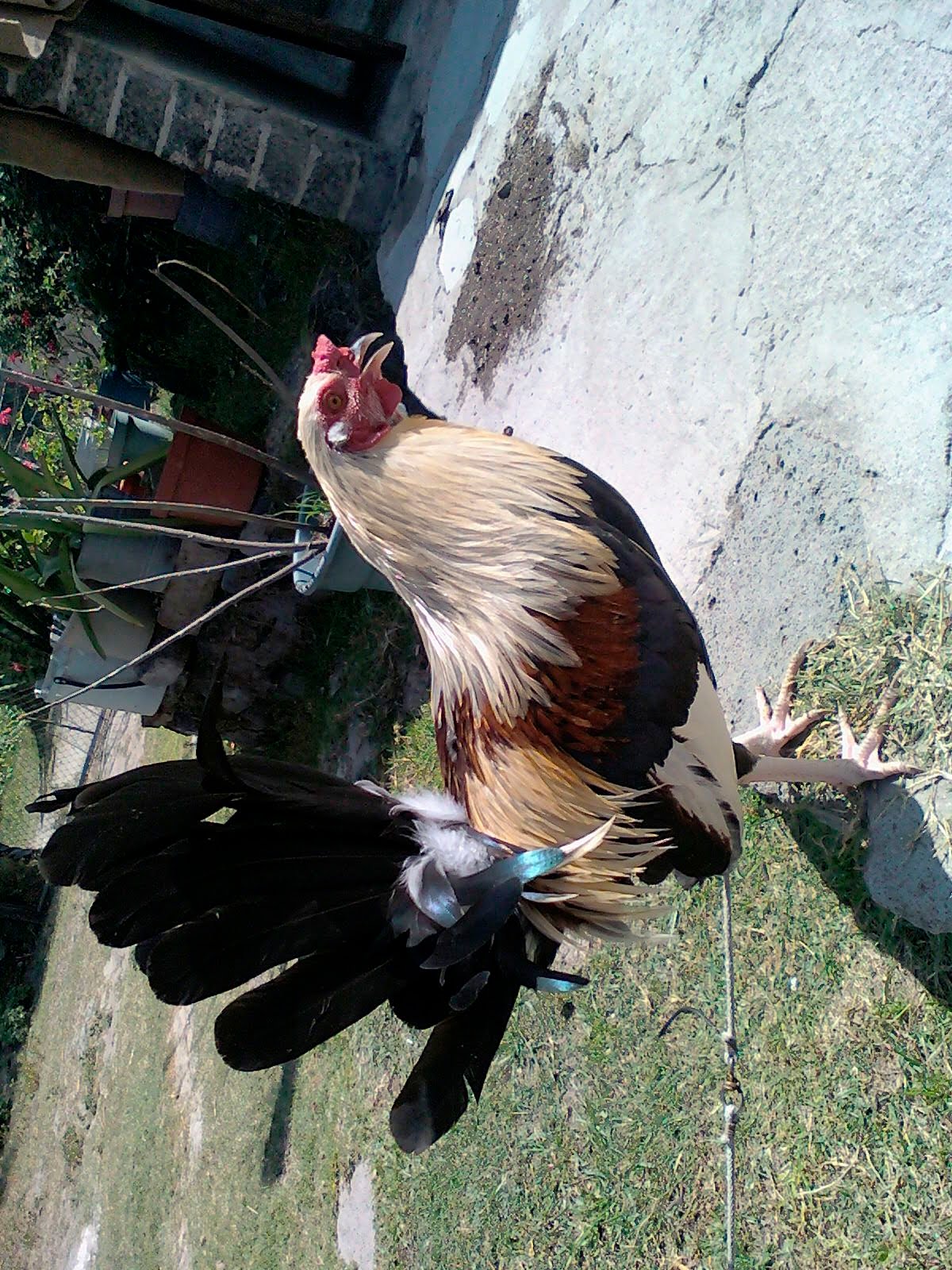 Peleas de gallos Gallos giros 1