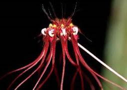 BULBOPHYLLUM GRANDIFLORUM