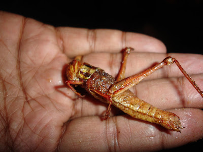 Fried Grasshopper