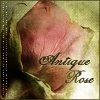 Antique Rose