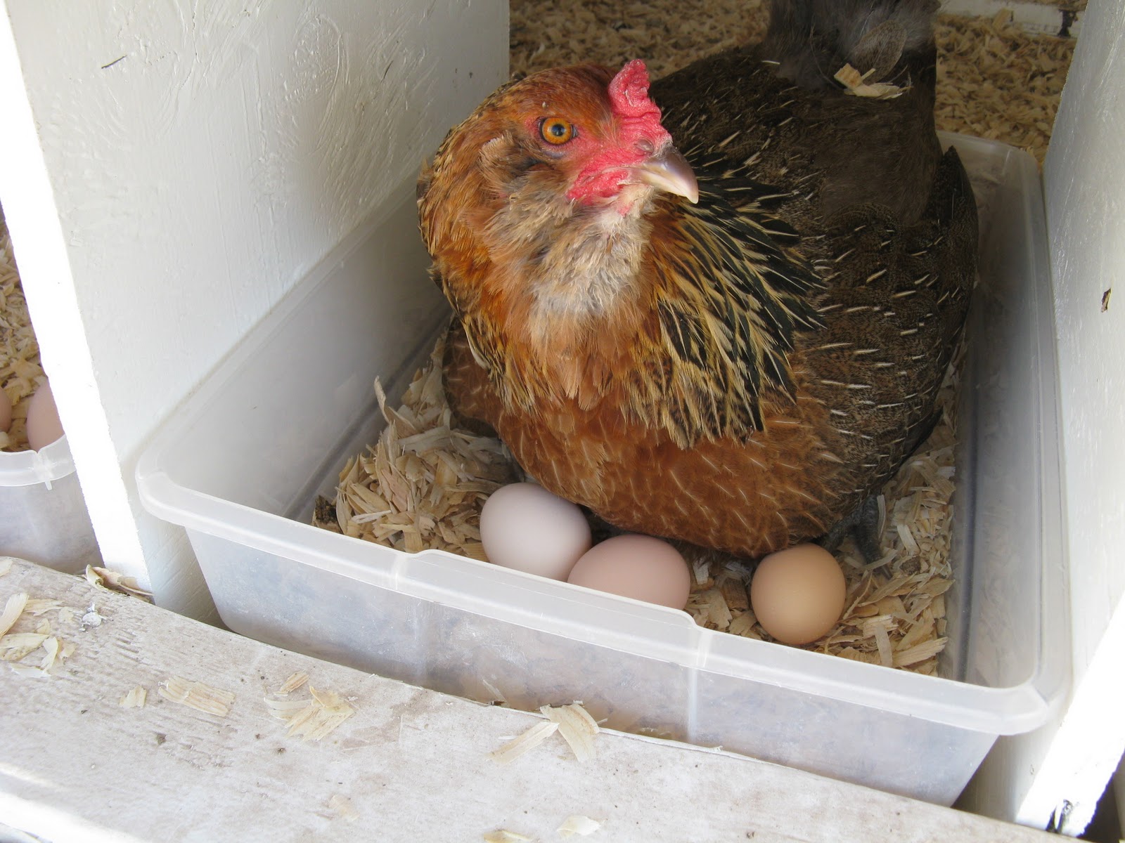 Red light for chickens