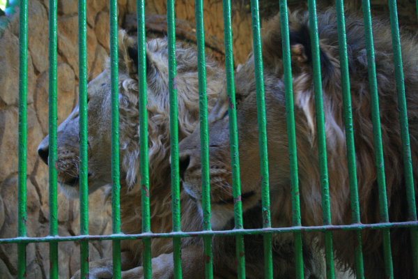 [LionVillage006.JPG]