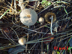 Coprinus auricomus o Plicatilis