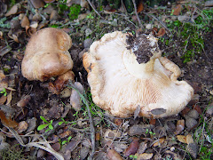 Tricholoma acerbum