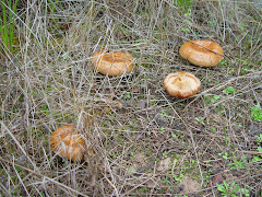 Paxillus involutus