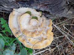 Polyporaceae