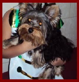 Minha mascote