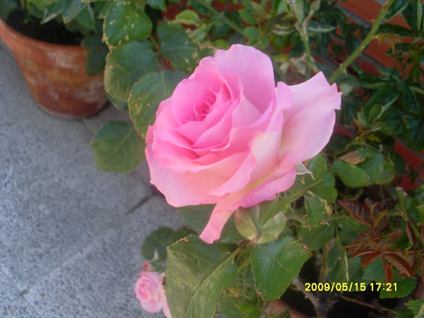 Rosa palo