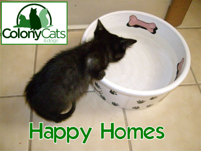 Happy Homes