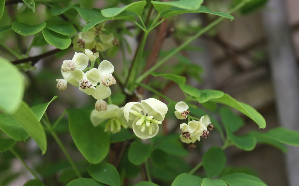 Rock Paper Lizard Monoecious means 20 grains of rice.