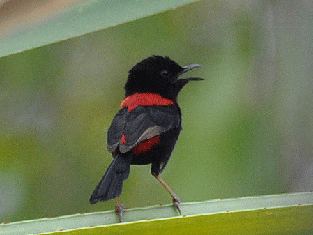 [Red-backed-fairy-Wren-Malur.gif]
