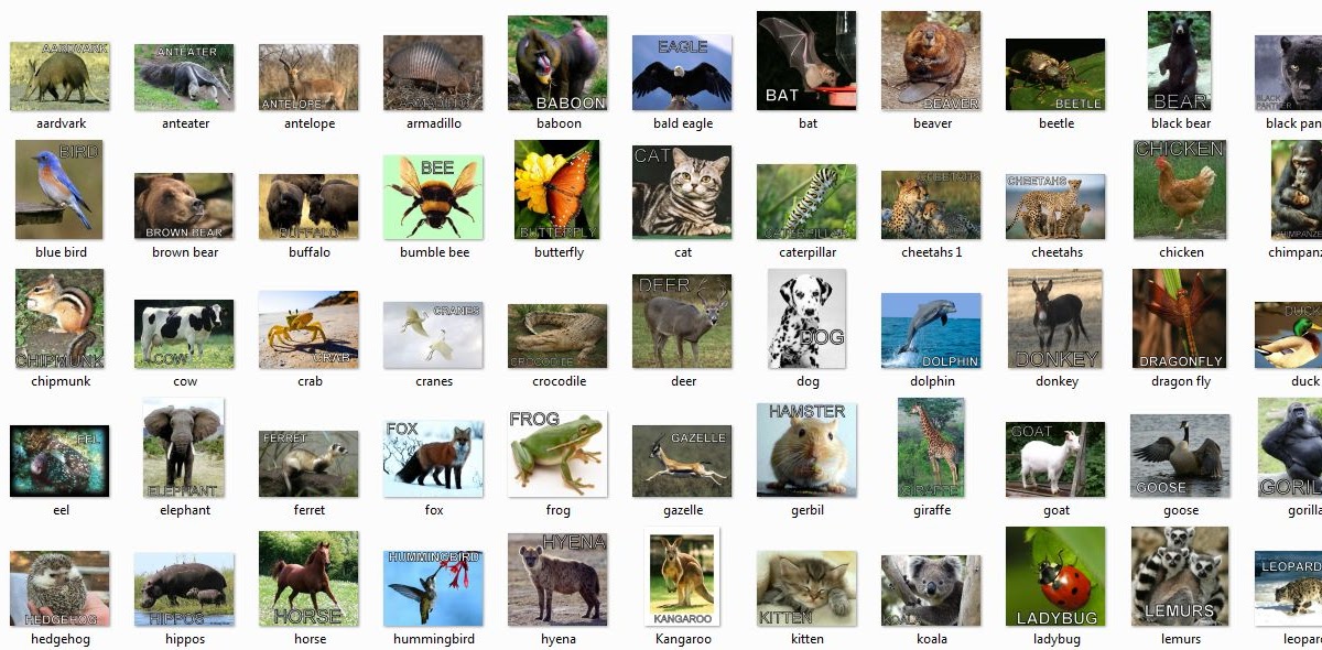 The Marisa Collection Animal Slideshow for the Kids