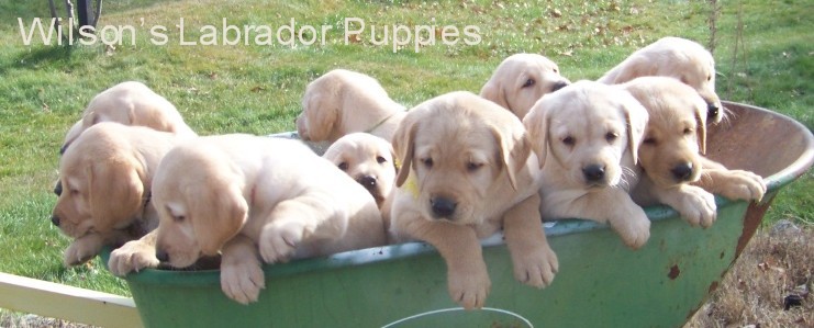 Wilson's Labrador Puppies