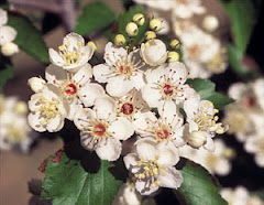 Missouri State Flower - Hawthorn