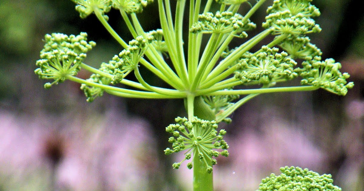 Hoosier Safari Parsnips, Carrots, and Poison Hemlock, Oh My!