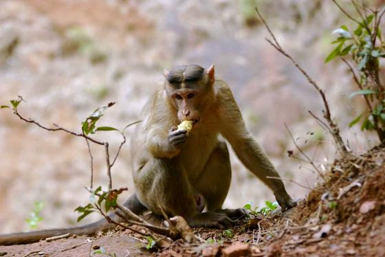 Monkey menace in Matheran