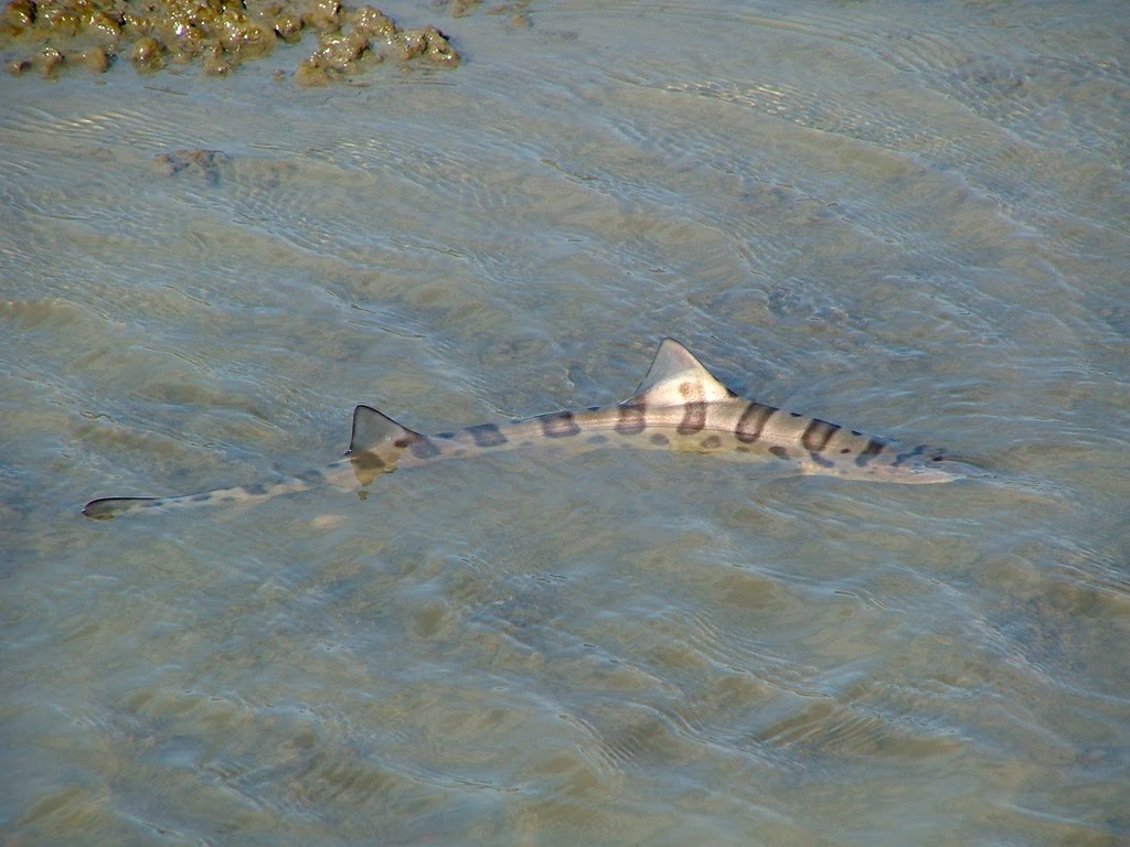 Point Reyes Outdoors Leopard Sharks in Tomales Bay and Drakes Estero