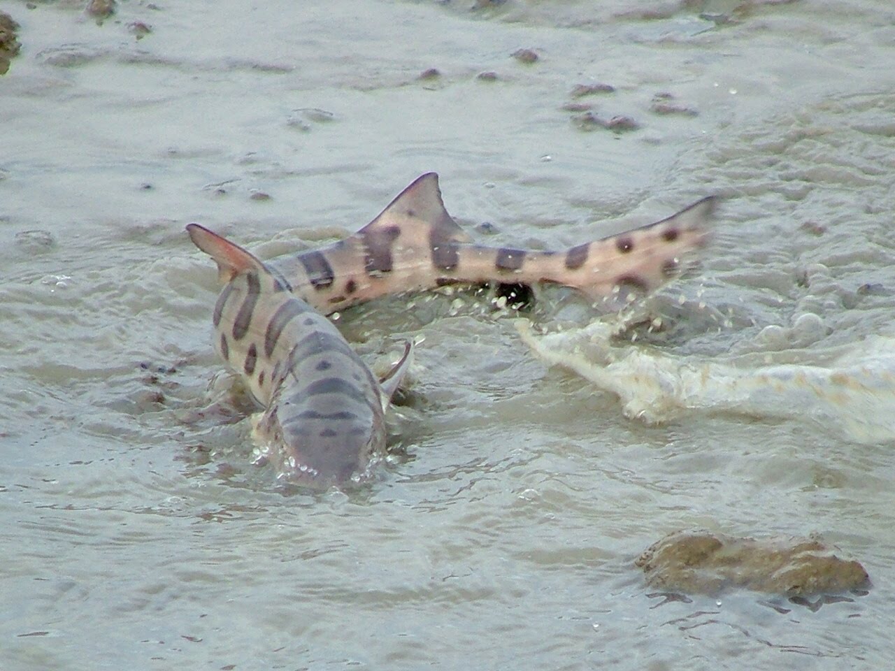 Point Reyes Outdoors Leopard Sharks in Tomales Bay and Drakes Estero