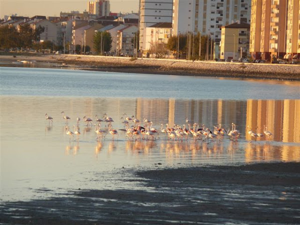 Flamingos na Zona da Polis