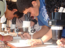 Estudiando la anatomía de la abeja mellifera