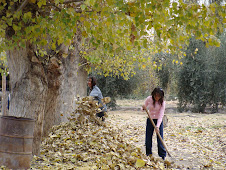 Imágenes 2009: Otoño en la escuela