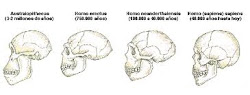 evolucion cerebral del humano