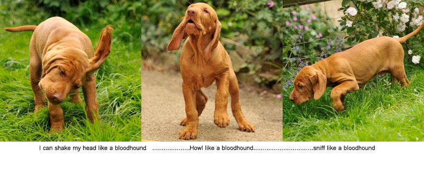 [am+i+a+bloodhound.jpg]