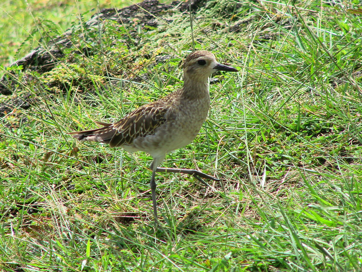 Tails of Birding Shorebirds in Hawaii Have Remarkable Journeys