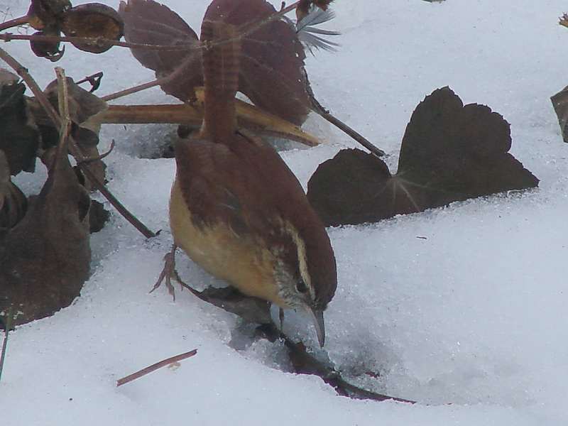 Tails of Birding Unexpected Winter Birds