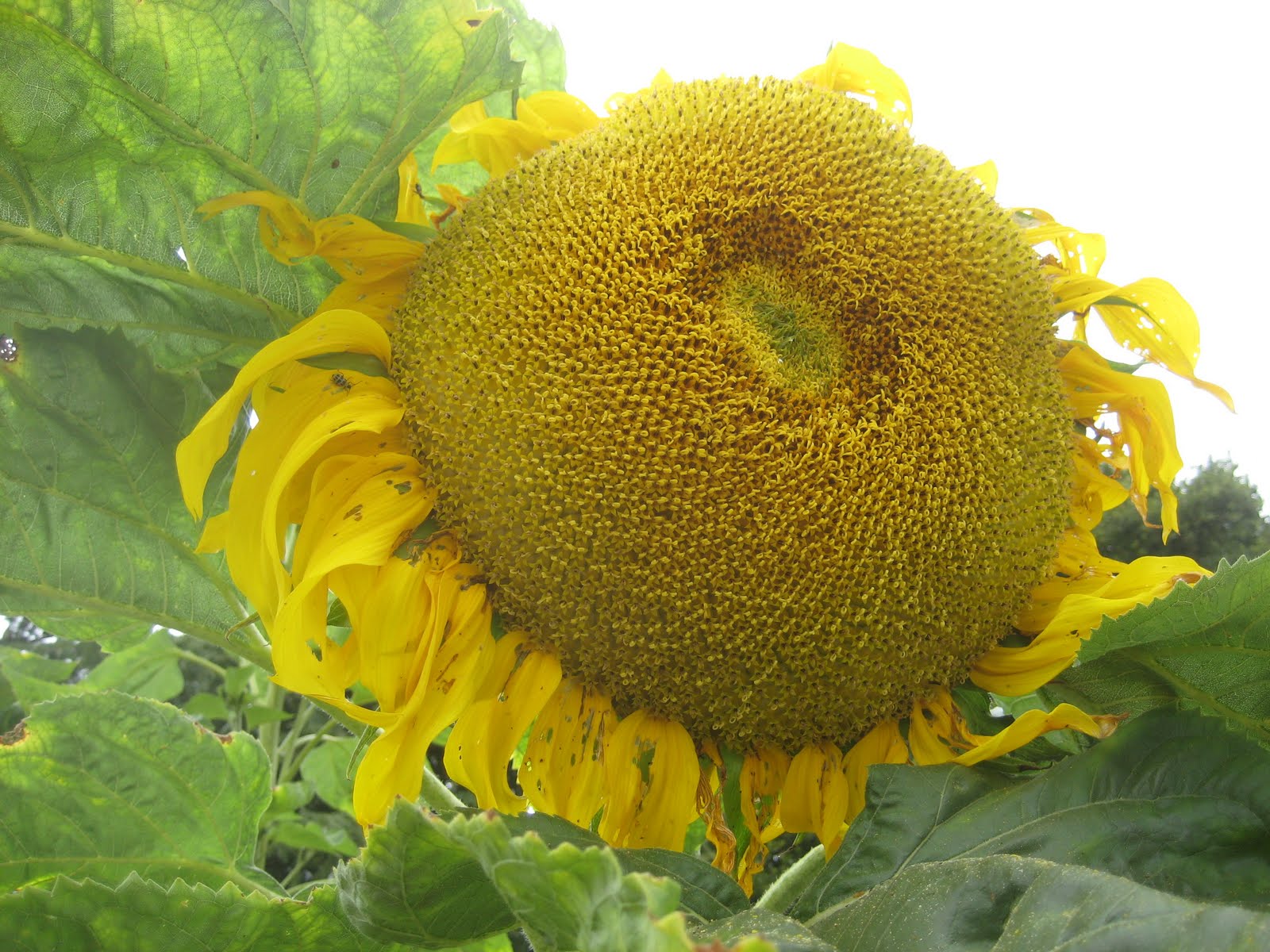 Big Sunflower