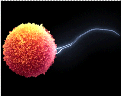 கோடி உயிரில் ஒரு உயிர் - வித்தியாசமான புகைப்படம் Sperm+Cells+%281%29