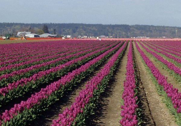 "துலிப் மலர் தோட்டம்" - தரையில் விரிக்கப்பட்ட அற்புதமான அழகுகள் Tulip+Fields+%285%29