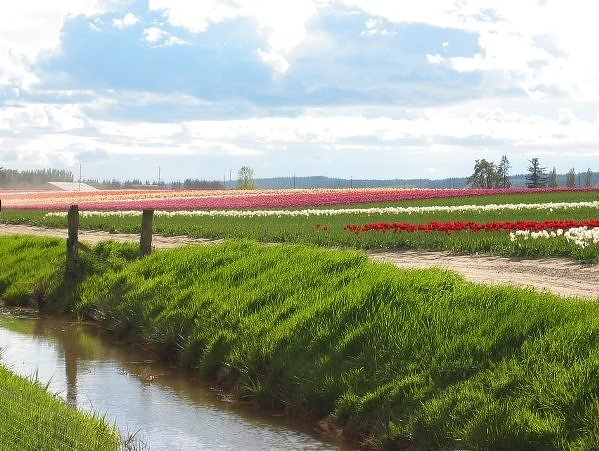"துலிப் மலர் தோட்டம்" - தரையில் விரிக்கப்பட்ட அற்புதமான அழகுகள் Tulip+Fields+%283%29