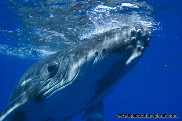 சிறந்த புகைப் படங்கள்.04 Blue+Whale+Photos+%2817%29