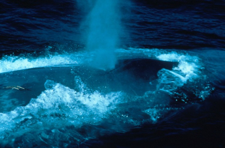 சிறந்த புகைப் படங்கள்.04 Blue+Whale+Photos+%2816%29