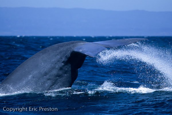 சிறந்த புகைப் படங்கள்.04 Blue+Whale+Photos+%2815%29
