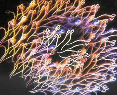 ஒரு உயிரணு முழு உயிராக மாறும் அட்டகாசமான புகைப்படங்கள்... Sperm+Process