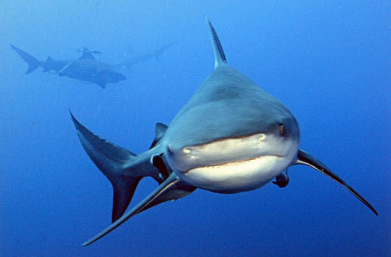சிறந்த புகைப் படங்கள்.05 Dangerous+Shark+Photos+%2824%29
