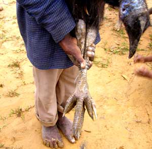 ஆபத்தான பறவை Cassowary+Feet
