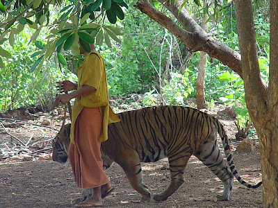 புலிகளுக்காக ஒரு கோவில் - தாய்லாந்து சில அறிய புகைப்படங்கள்... 11+Tiger+Temple