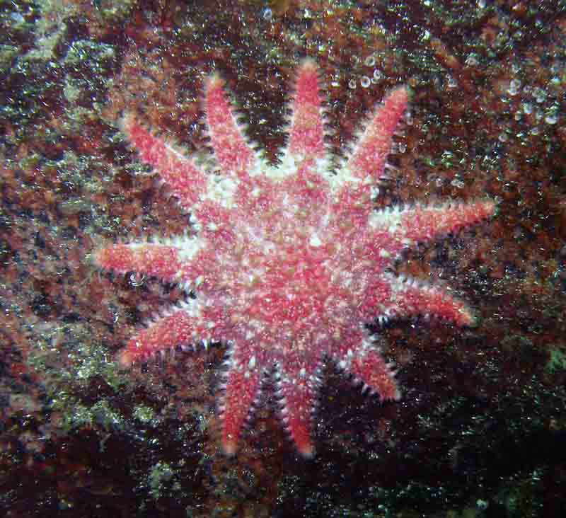 sea stars images