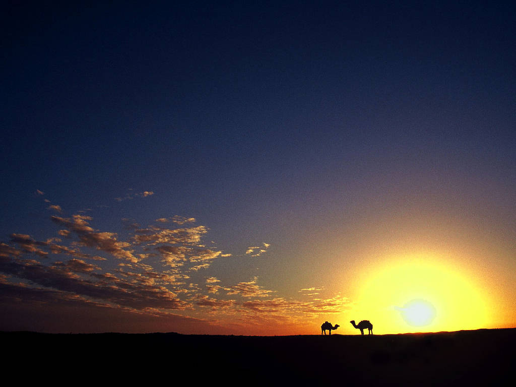 [Camels+(4).jpg]