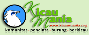 kicau burung