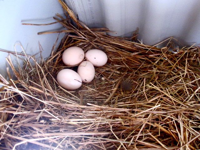 [eggs..jpg]