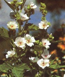Althaeae Radix