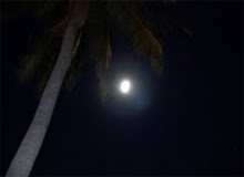 Palmera con luna