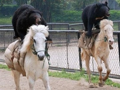 bears+riding+horses.jpg