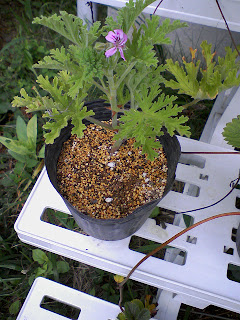 Moss 現代的自給自足 カレンソウの花